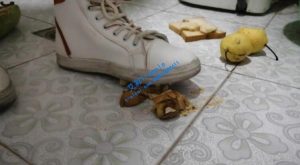 第一视角肉丝美臀放屁熏面包平底鞋爆踩鸡蛋南果梨狗食