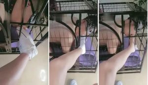 【林夕】狗笼舔鞋底,舔棉袜,裸足,羞辱-97LZTD-833750