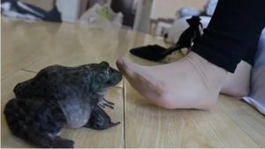 【青柚】肉丝高跟虐杀牛蛙