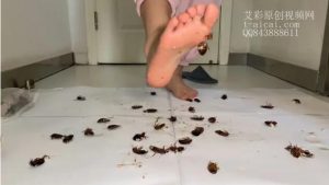 小雪裸足踩杜比亚蟑螂讲昆虫百科（语言非常丰富）-97LZTD-834029