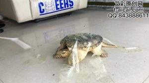 【蓝色-凌然】超细跟踩踏外来物种鳄龟