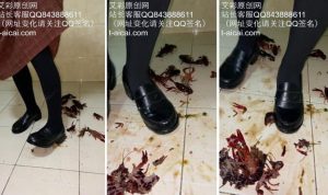 萌棠工作室 萌棠主 JK皮鞋爆踩小龙虾 汁液横飞