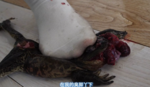 【珊瑚湾】踩牛蛙被摄影妹妹聊破防了-97LZTD-35241
