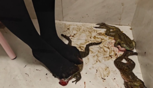 小猫得志学生jk黑丝蔡牛蛙深喉言语羞辱-97LZTDGXFC-000003132733193973
