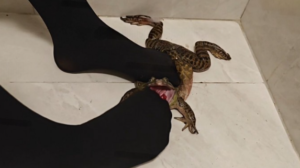 小猫得志学生jk黑丝蔡牛蛙深喉言语羞辱-97LZTDGXFC-000003132733193973